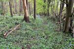 Moat Wood, East Hoathly, East Sussex, BN8