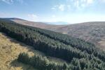 Cyfanedd Forestry